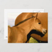 Foal Closeup Briefkaart (Voorkant / Achterkant)