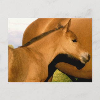 Foal Closeup Briefkaart