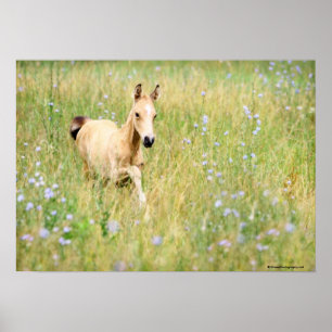 Foal en Flowers Poster