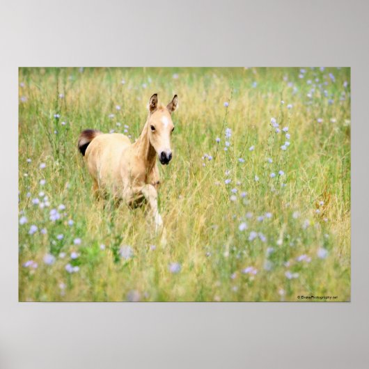 Foal en Flowers Poster (Voorkant)