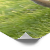 Foal grazing in het veld in County Wexford, Ierlan Poster (Hoek)