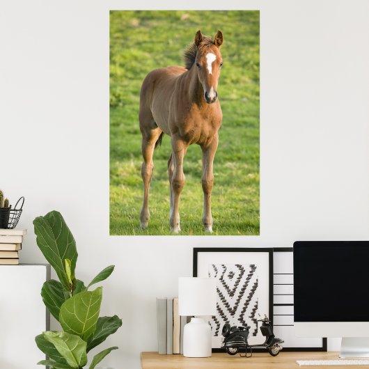 Foal grazing in het veld in County Wexford, Ierlan Poster (Thuiskantoor)