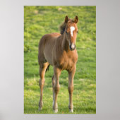 Foal grazing in het veld in County Wexford, Ierlan Poster (Voorkant)