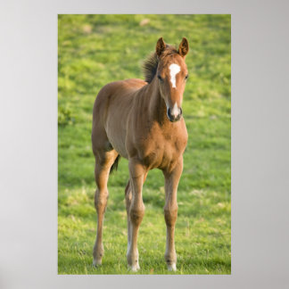 Foal grazing in het veld in County Wexford, Ierlan Poster