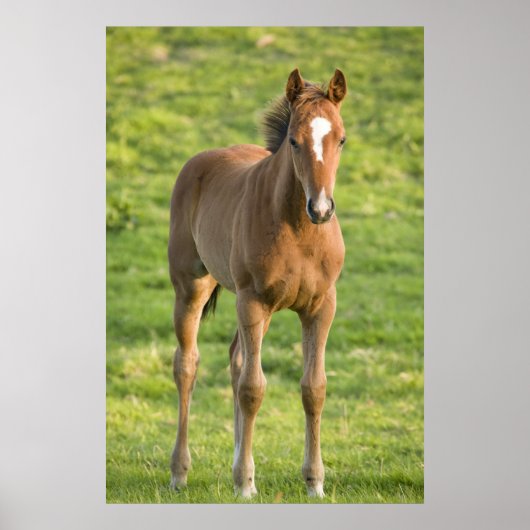 Foal grazing in het veld in County Wexford, Ierlan Poster (Voorkant)