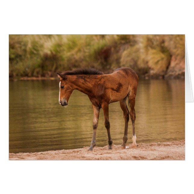 Foal in de rivier (Voorkant Horizontaal)