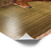 Foal in de rivier foto afdruk (Hoek)