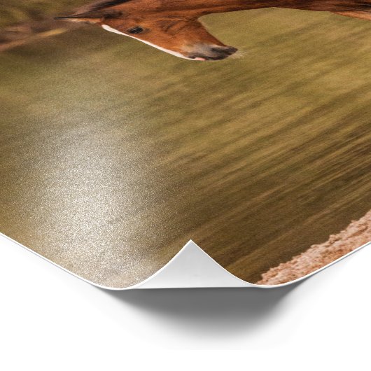 Foal in de rivier foto afdruk (Hoek)