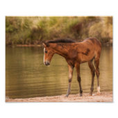Foal in de rivier foto afdruk (Voorkant)