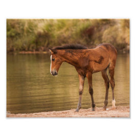 Foal in de rivier foto afdruk