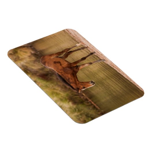 Foal in de rivier magneet (Rechterzijde)