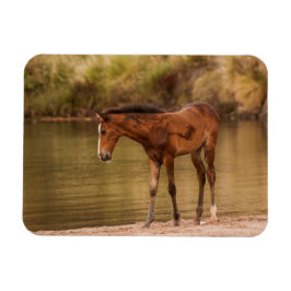 Foal in de rivier magneet
