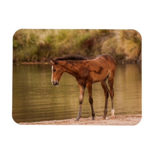 Foal in de rivier magneet (Horizontaal)