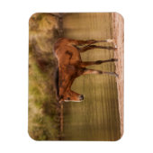 Foal in de rivier magneet (Verticaal)