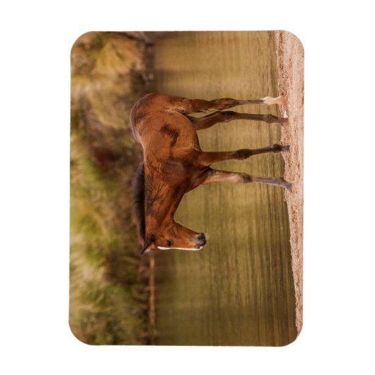 Foal in de rivier magneet (Verticaal)
