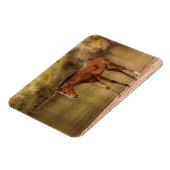 Foal in de rivier magneet (Linkerzijde)