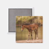 Foal in de rivier magneet (Voorkant / Achterkant)