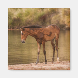 Foal in de rivier magneet