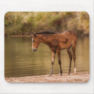 Foal in de rivier muismat