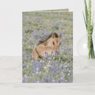 Foal in Lupine Wild Horse Wenskaart Kaart