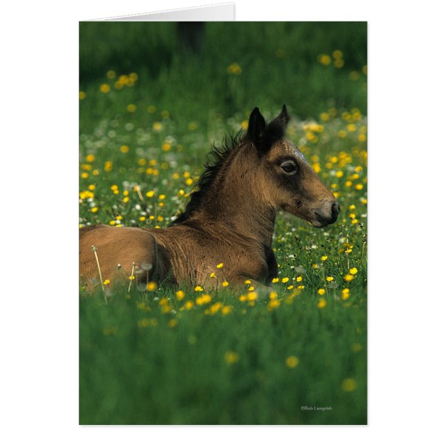 Foal Laying Down in Flowers (Voorkant)