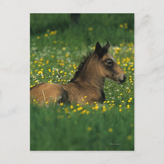 Foal Laying Down in Flowers Briefkaart (Voorkant)