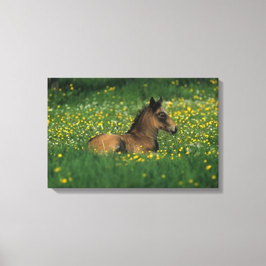 Foal Laying Down in Flowers Canvas Afdruk (Voorkant)