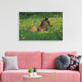 Foal Laying Down in Flowers Canvas Afdruk (Insitu (Woonkamer))