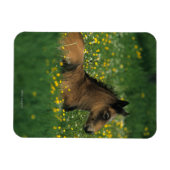 Foal Laying Down in Flowers Magneet (Horizontaal)