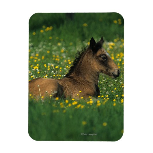 Foal Laying Down in Flowers Magneet (Verticaal)