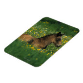 Foal Laying Down in Flowers Magneet (Linkerzijde)