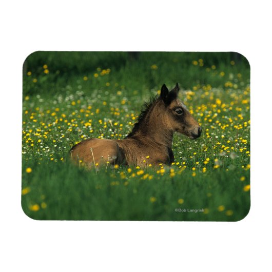 Foal Laying Down in Flowers Magneet (Horizontaal)