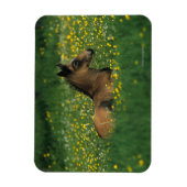 Foal Laying Down in Flowers Magneet (Verticaal)
