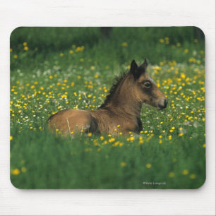 Foal Laying Down in Flowers Muismat