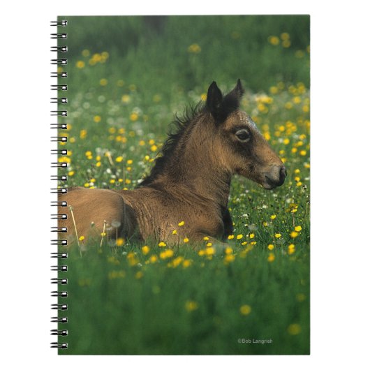 Foal Laying Down in Flowers Notitieboek (Voorkant)