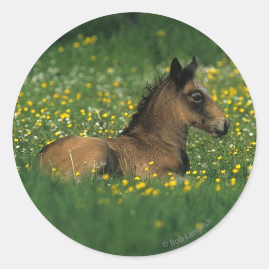 Foal Laying Down in Flowers Ronde Sticker (Voorkant)
