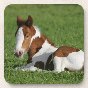 Foal Laying in Grass Bier Onderzetter