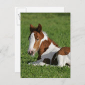 Foal Laying in Grass Briefkaart (Voorkant / Achterkant)