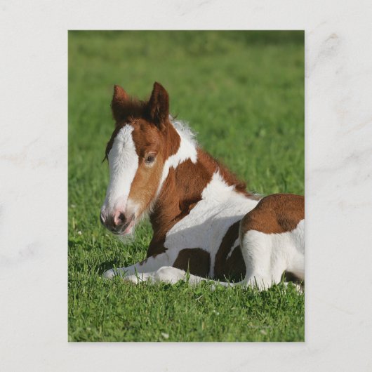 Foal Laying in Grass Briefkaart (Voorkant)