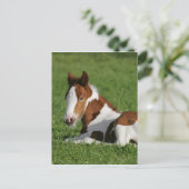 Foal Laying in Grass Briefkaart (Staand voorkant)