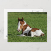 Foal Laying in Grass Briefkaart (Voorkant / Achterkant)
