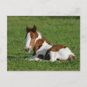 Foal Laying in Grass Briefkaart (Voorkant)