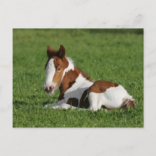 Foal Laying in Grass Briefkaart (Voorkant)