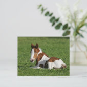 Foal Laying in Grass Briefkaart (Staand voorkant)