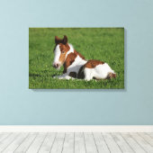Foal Laying in Grass Canvas Afdruk (Insitu (Houten vloer))