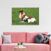Foal Laying in Grass Canvas Afdruk (Insitu (Woonkamer))