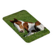 Foal Laying in Grass Magneet (Rechterzijde)