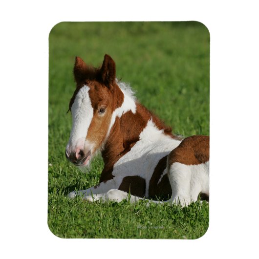 Foal Laying in Grass Magneet (Verticaal)