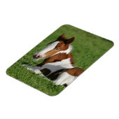 Foal Laying in Grass Magneet (Linkerzijde)