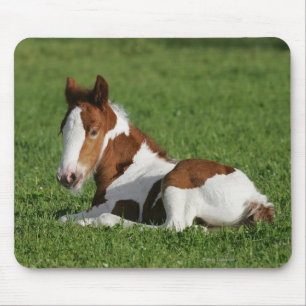 Foal Laying in Grass Muismat